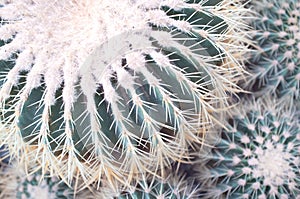 Echinocactus grusonii golden barrel cactus,ÃÂ golden ballÃÂ orÃÂ mother-in-law`s cushion close-up. Nature background photo